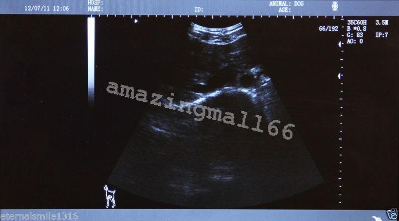 Veterinary vet Full Digital Laptop Ultrasound Scanner 5.0 Rectal Probe 3D Sale 190891462251 DIAGNOSTIC ULTRASOUND MACHINES FOR SALE